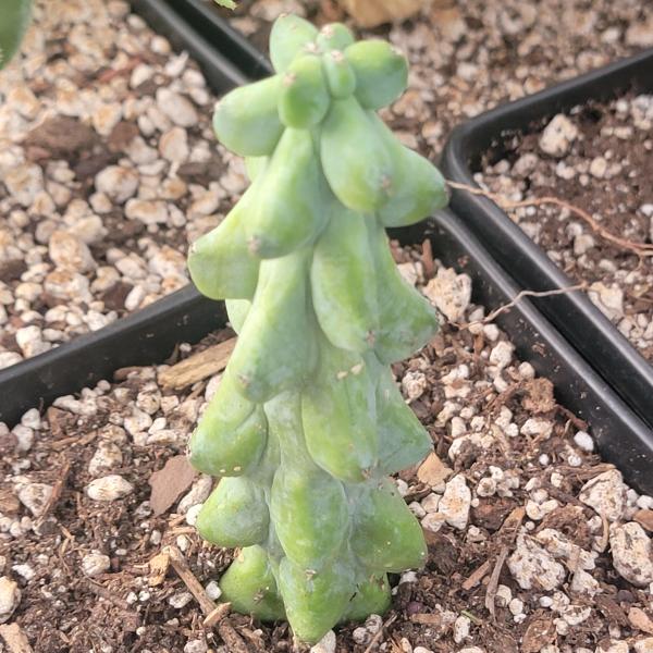 Myrtillocactus geometrizans  'Boobie Cactus' picture