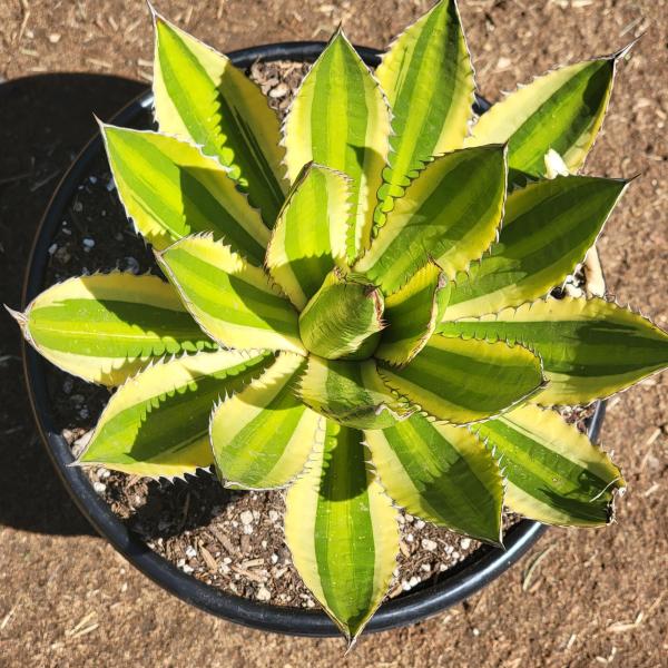 Agave lophantha 'Quadricolor' picture