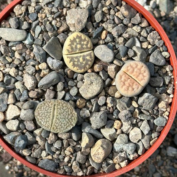 Lithops spp. picture