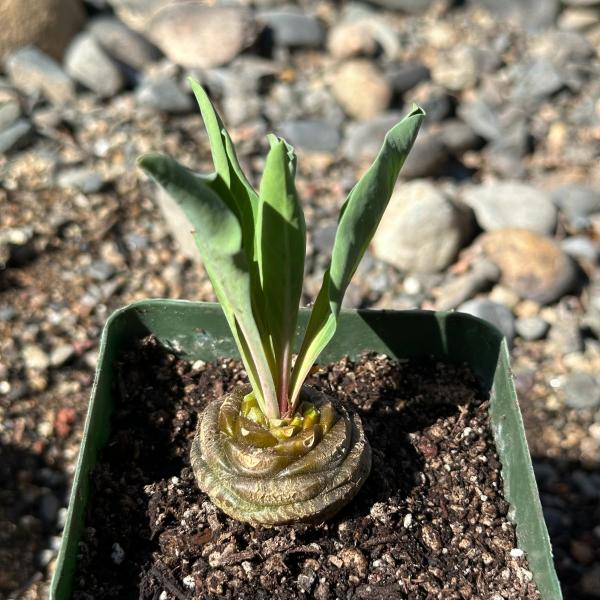 Euphorbia bupleurifolia picture