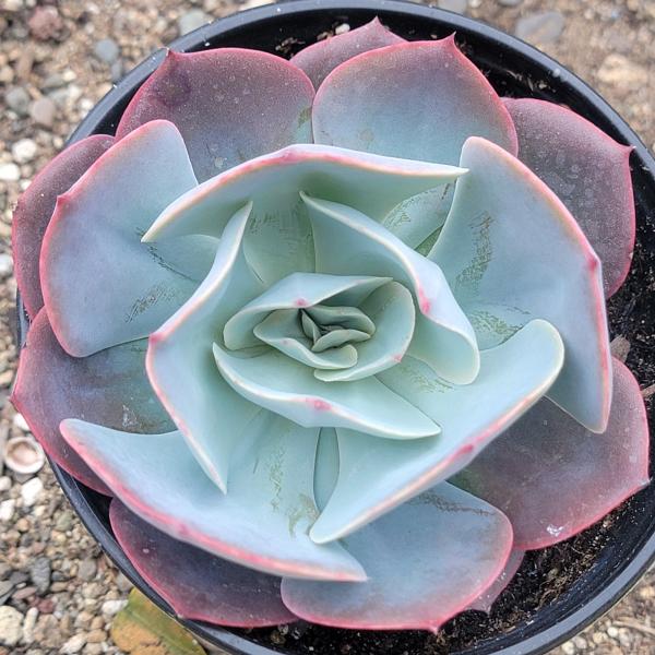 Echeveria 'Water Ripple'