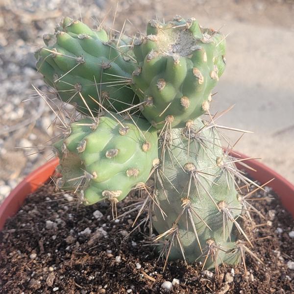 Cylindropuntia prolifera 'Coastal cholla'