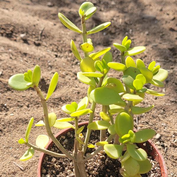 Portulacaria Afra 'Elephant Bush' picture