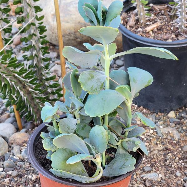 Kalanchoe fedtschenkoi 'Lavender Scallops' picture