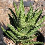 Aloe Gasteria 'Durban'