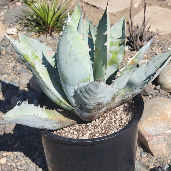 Agave Titanota 'White Ice' picture