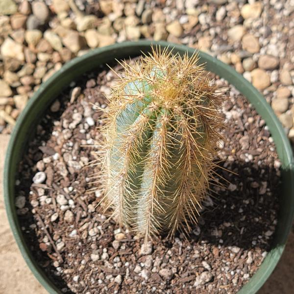 Pilosocereus pachycladus 'Blue Torch Cactus' picture