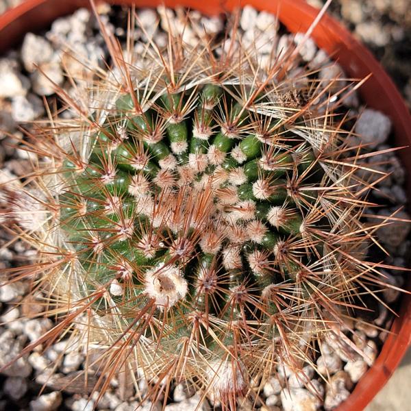 Parodia erubescens picture