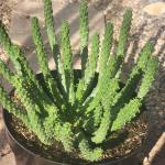 Euphorbia inermis huttonae 'Green Crown'