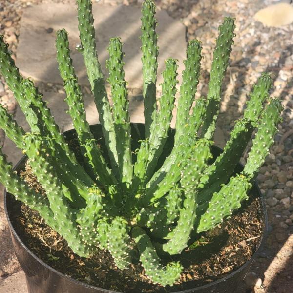 Euphorbia inermis huttonae 'Green Crown' picture