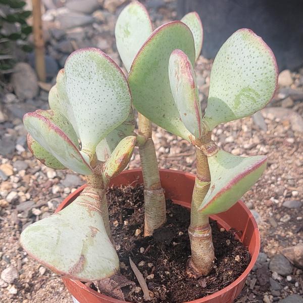 Crassula Arborescens 'Silver Dollar Jade' picture