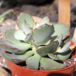 Cotyledon papillaris 'Choco Line'