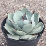 Agave parryi truncata 'Artichoke Agave'