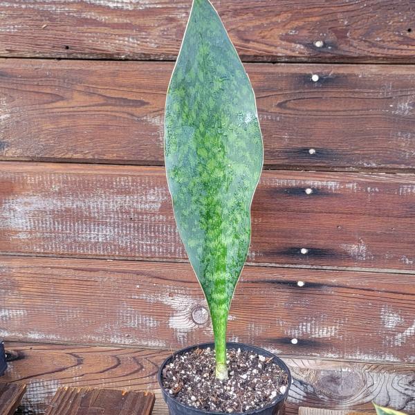 Sansevieria Shark fin XL picture