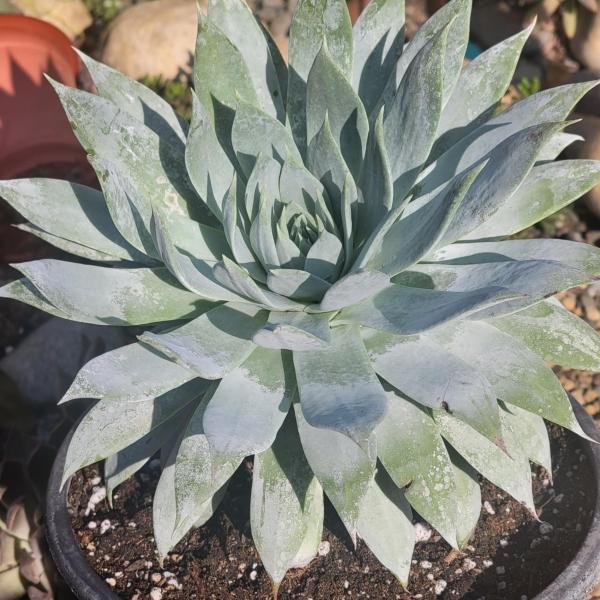 Dudleya brittonii picture