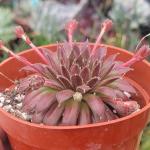 Sempervivum 'Red Beauty'