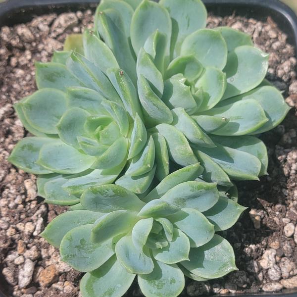 Echeveria 'Lime n Chile'