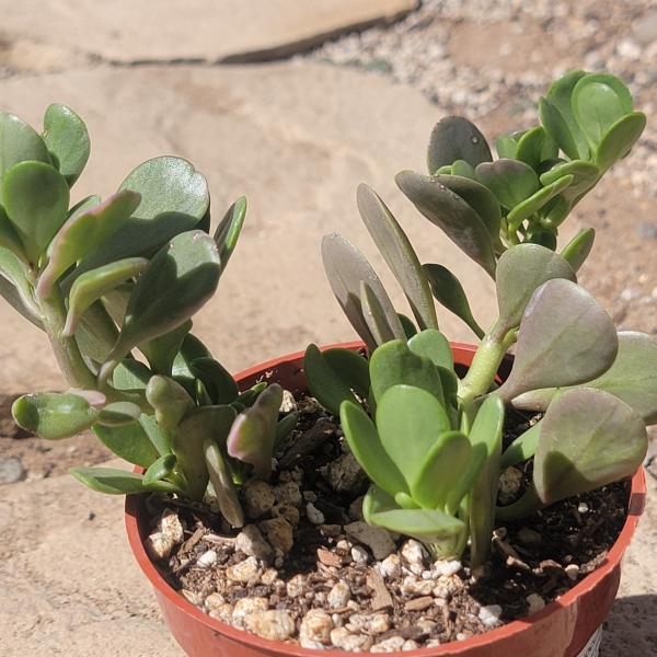 Senecio Crassissimus 'Vertical Leaf Senecio' picture