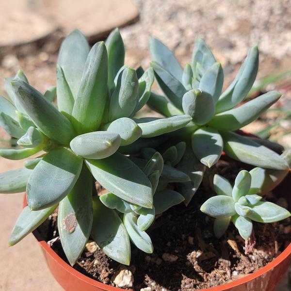 Pachyveria Glauca 'Little Jewel' picture