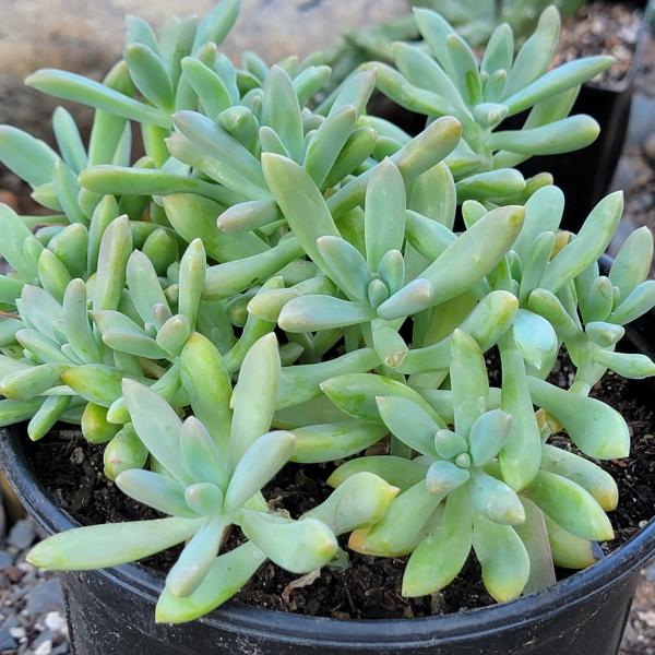 Graptopetalum 'Pink Ghosties' picture