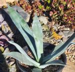 Agave franzosinii 'Majestic Agave'