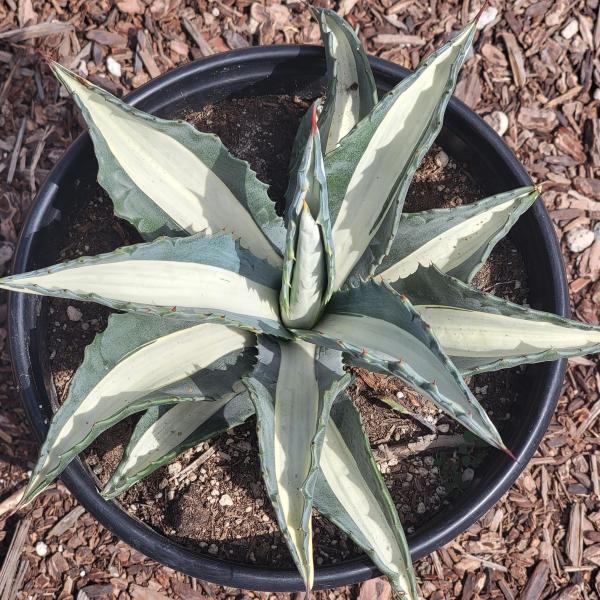 Agave americana medio-picta 'Alba' picture