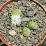 Lithops 'Lesliei' Vivid Green