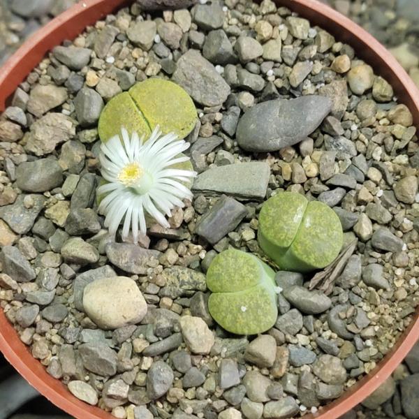 Lithops 'Lesliei' Vivid Green picture