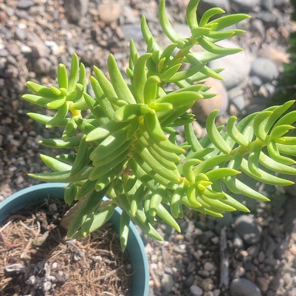 Crassula tetragona 'Miniature Pine Tree' picture