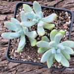 Graptosedum 'Blue Giant'