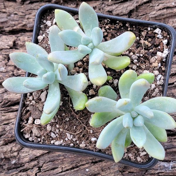 Graptosedum 'Blue Giant' picture