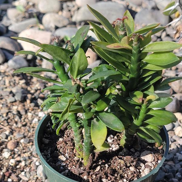 Euphorbia Tithymaloides 'Devil's Backbone' picture