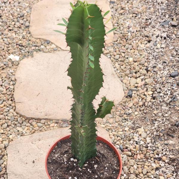 Euphorbia trigona picture