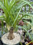 Beaucarnea Recurvata 'Ponytail Palm'