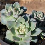 Echeveria 'Lovely Bear'