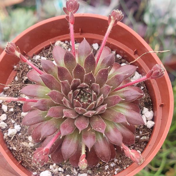 Sempervivum 'Red Beauty' picture