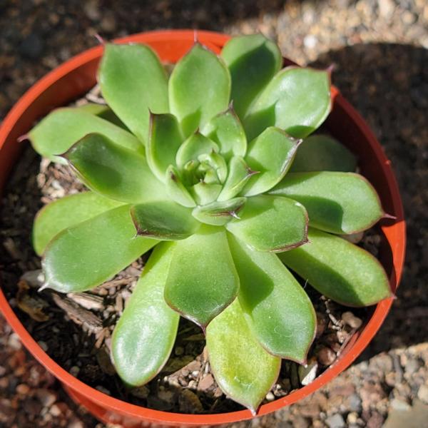 Echeveria 'Arcane' picture