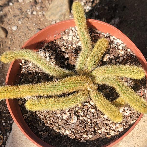 Cleistocactus winteri 'Golden Rat Tail' picture