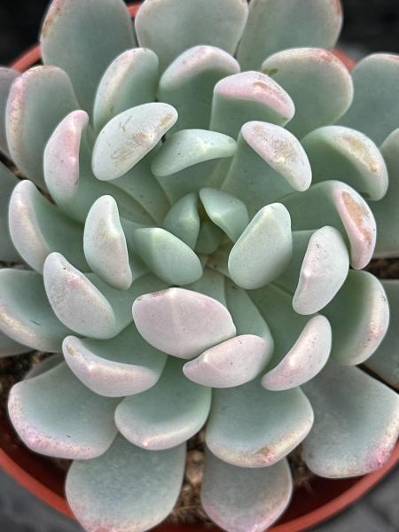 Pachyveria 'Clavifolia Jeweled Crown' picture