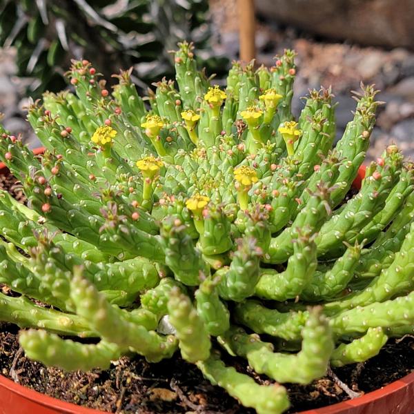 Euphorbia Flanaganii 'Medusa's Head' picture