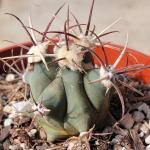 Ferocactus histrix 'Electrode Cactus'