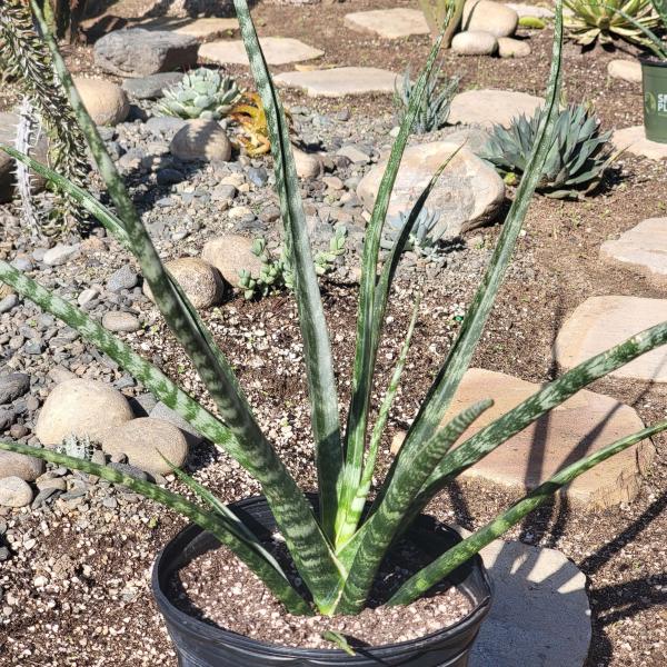 Sansevieria 'Fernwood' 'Mikado' picture