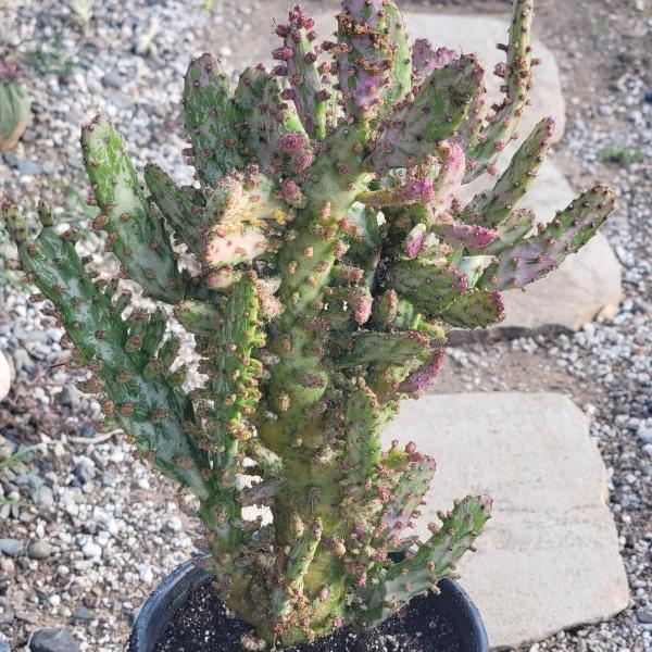 Opuntia monacantha monstruosa variegata picture