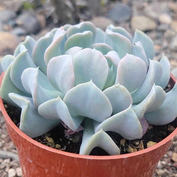 Echeveria Runyonni 'Topsy Turvy'