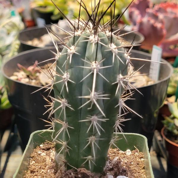 Stetsonia coryne 'Toothpick Cactus' picture