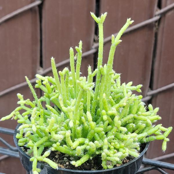 Rhipsalis cassutha 'Mistletoe Cactus'