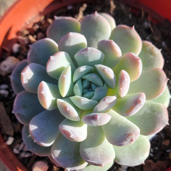 Echeveria 'Cream Sugar'