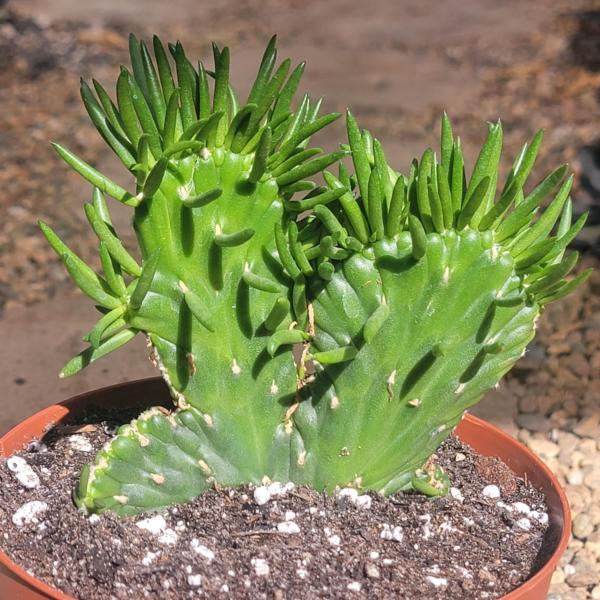 Austrocylindropuntia Subulata 'Eve's Needle' picture