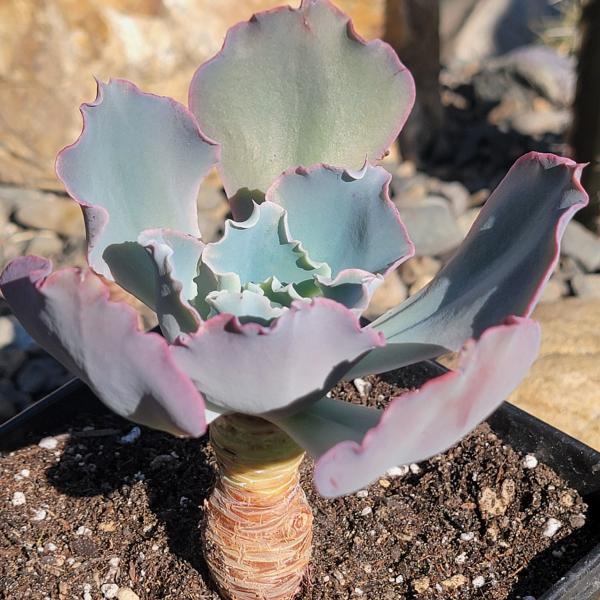 Echeveria 'Takasago No Okina' picture