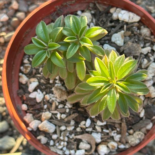 Peperomia asperula picture